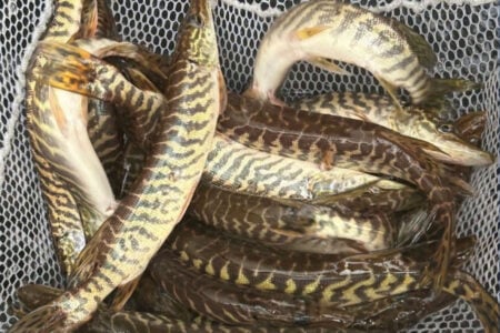 pike