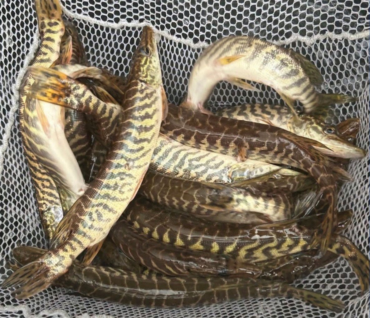 pike