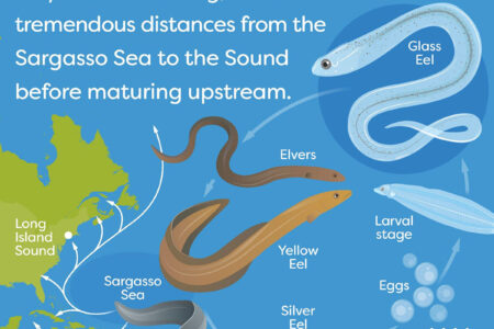 eel