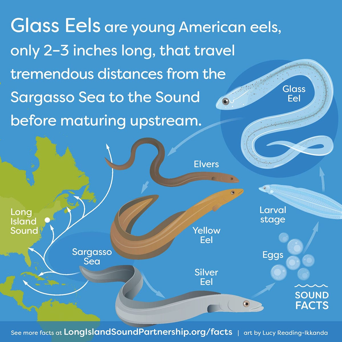 eel