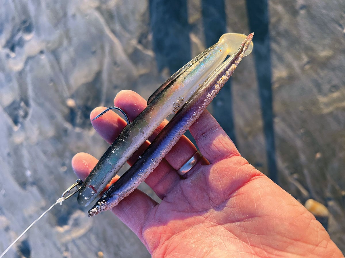 sand eel