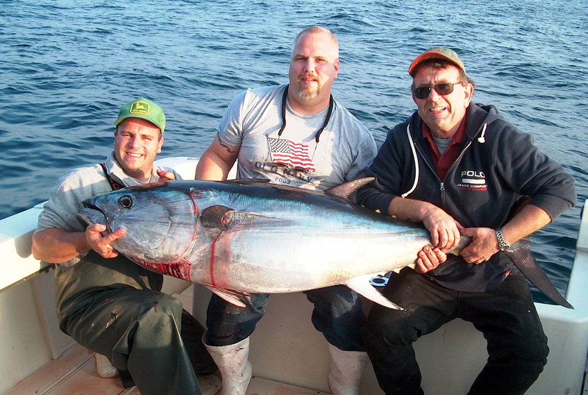 fall bluefin