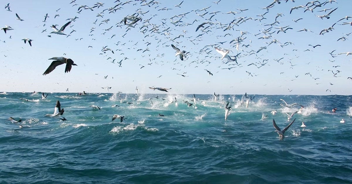 frenzy