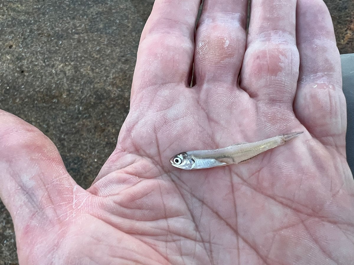 ANCHOVY