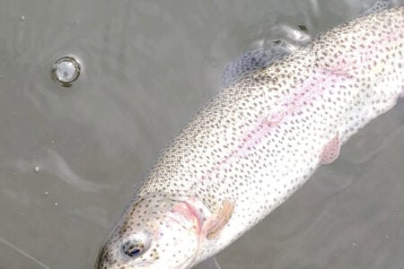 winter trout
