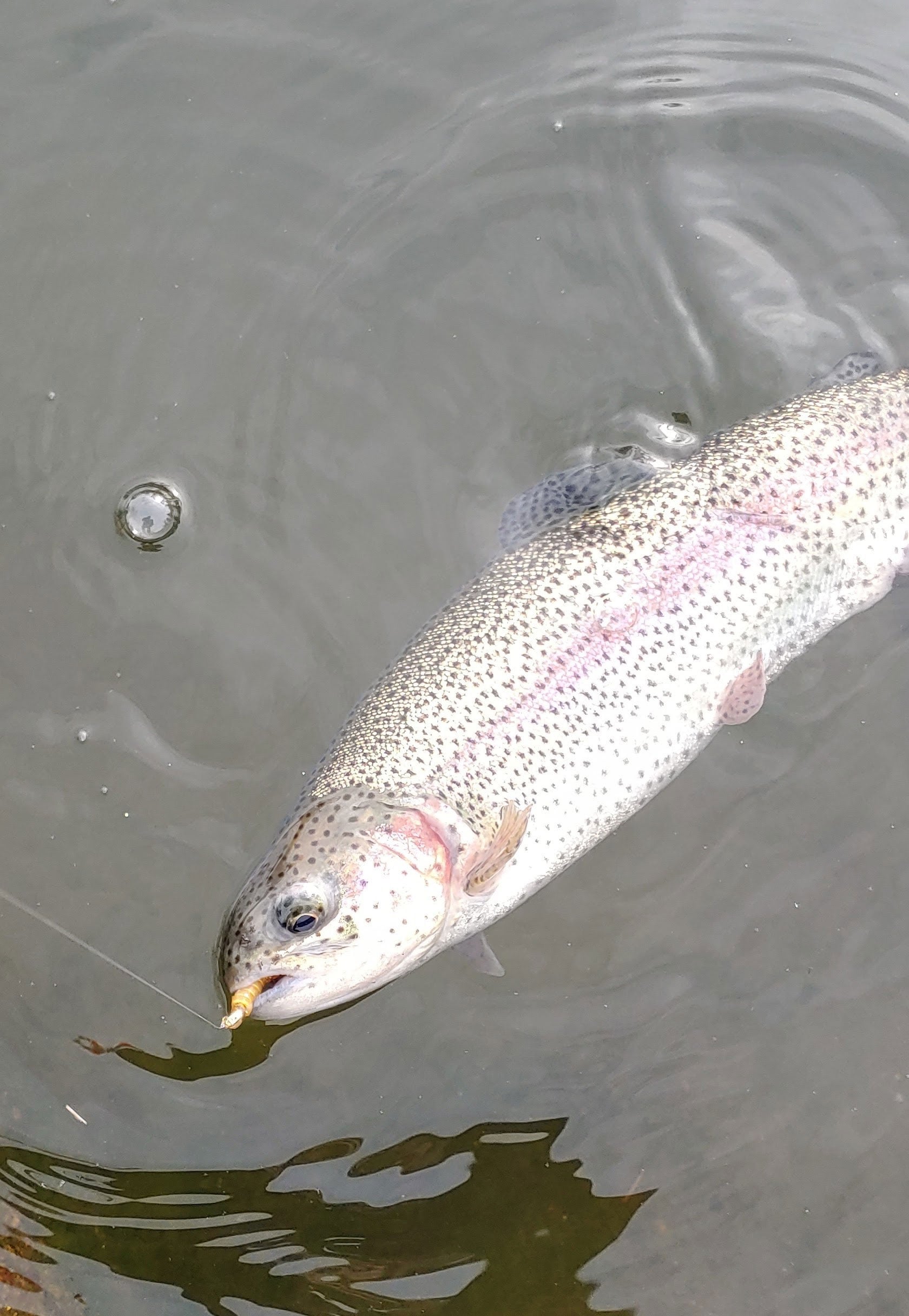 winter trout